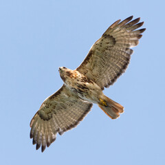 Red-tailed Hawk in flight