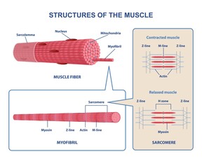 Colorful structure skeletal muscle scheme on white background. Muscles contract by sliding myosin and filaments along each other. Myofibril with thin and thick filament. Flat vector illustration