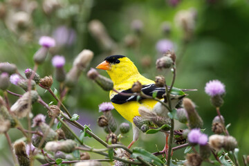 American Goldfinch feeding on flowers in the morning
