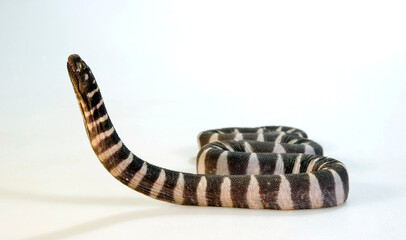 Little wart snake, little file snake // Zwerg-Warzenschlange (Acrochordus granulatus) 