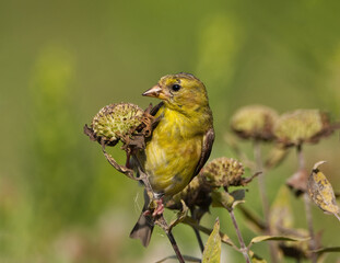 American Goldfinch feeding on flowers in the morning