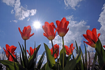 Tulpen im Beet mit Sonne