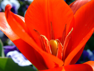 Tulpe in Makroaufnahme