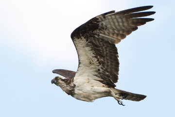 Osprey in flight blue sky with cloud