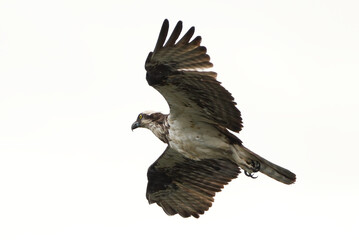 Osprey in flight below clouds