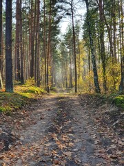 ein weg durch die natur