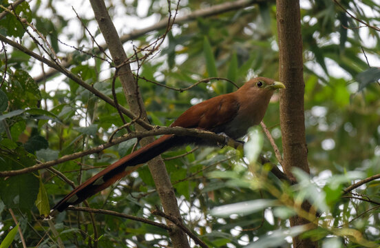 Squirrel Cuckoo