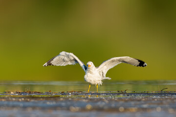 Caspian Gull (Larus cachinnans) standing at waterside with spread wings in Bulgaria