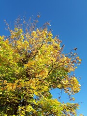 autumn tree