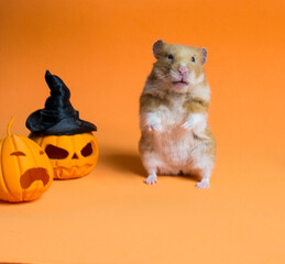 Curious looking Syrian hamster on orange background with halloween objects