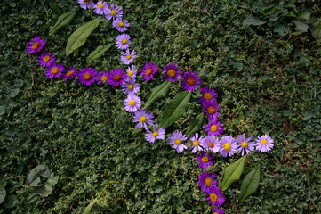 DNA symbol chain made of purple flowers on green grass background. Deoxyribonucleic acid genetic...