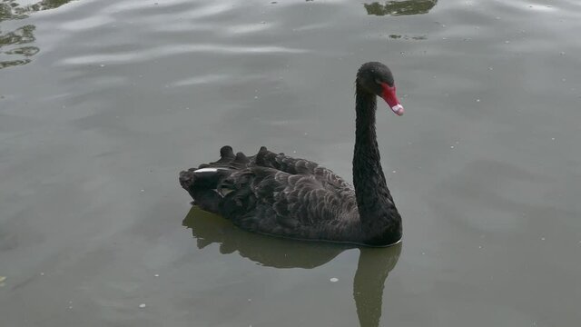 Cisne negro nadando