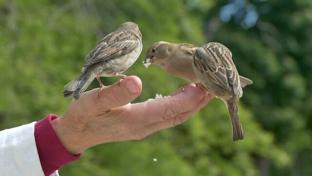 Pájaros comiendo en la mano
