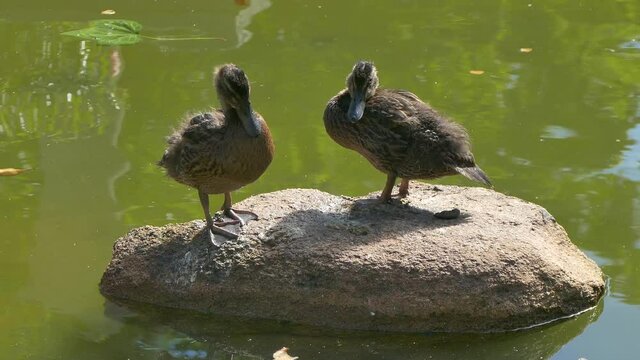 Patos acical&aacute;ndose