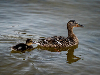 duck and ducklings