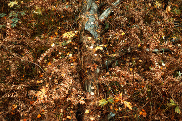 Top view of a fallen old tree covered with autumn leaves and withered plants.Autumn natural blurred background