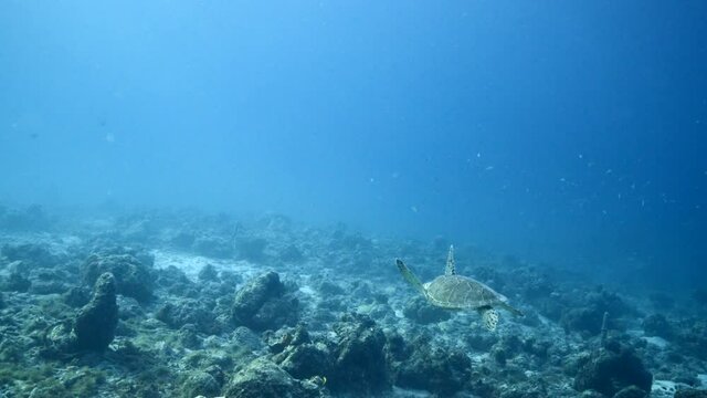 Seascape with Green Sea Turtle in coral reef of Caribbean Sea, Curacao