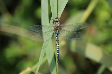 Anax imperator
