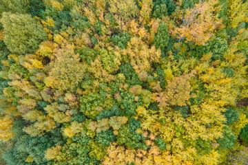 Tree leaves in autumn colors