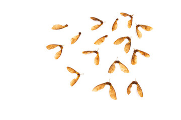Obraz premium Ripe seeds of Amur maple, Acer ginnala, isolated on white background
