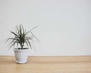 plant in a flowerpot on the floor