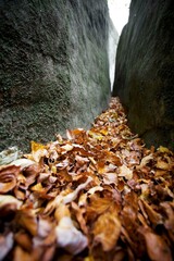 autumn leaves on the rocks