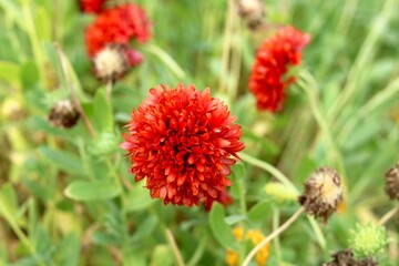 Ixora coccinea (also known as jungle geranium with blur background