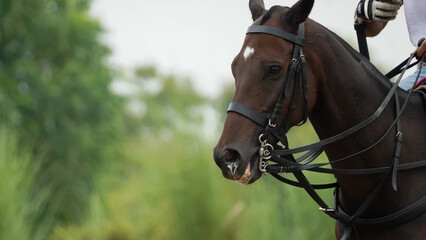 Fototapeta premium polo horse
