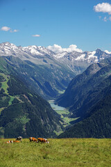 alpine meadow in the mountains