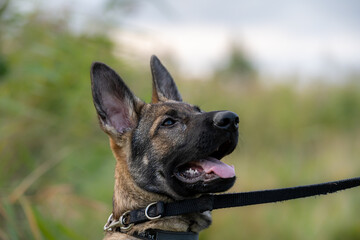 A close-up portrait of a four-month-old German Shepherd puppy. Green grass in the background