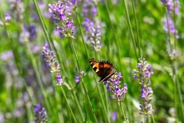 Small tortoiseshell butterfly (Aglais urticae) perched on lavender plant in Zurich, Switzerland