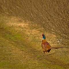Pheasant among the currant bushes.