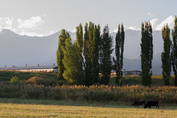 landscape in the mountains