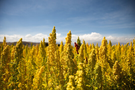 Quinoa Plant Fields In Peru