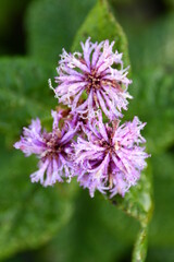 Frost on a Purple Flower