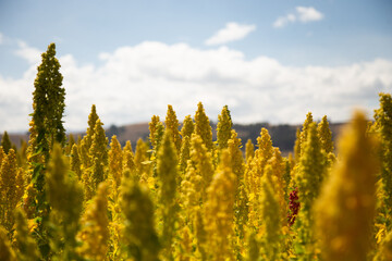 Quinoa plant fields in Peru