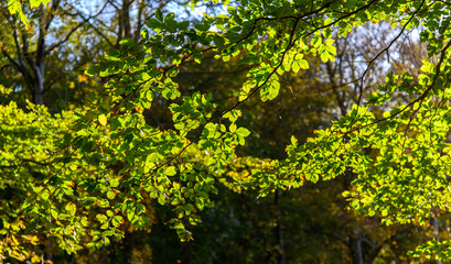 Fototapeta na wymiar Sunlit beech tree autumn leaves