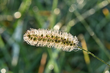 Frost on Foxtail Grass