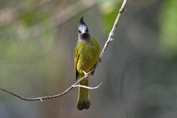 crested finchbill bird