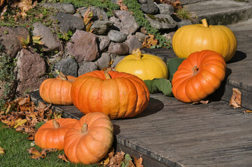 Orange pumpkins in garden or on fair