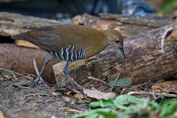 Crake and rail water birds