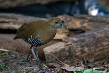 Crake and rail water birds