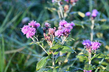 Purple Wildflower in a Field
