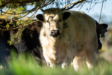 Angus and murray greey cows running through water in a paddock and field, in Australia