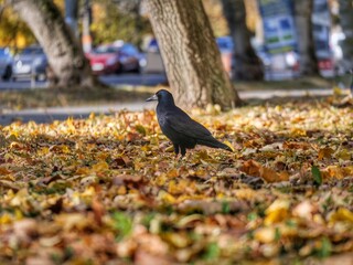 crow on the ground