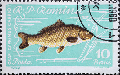 Romania - Circa 1960: a postage stamp printed in the Romania showing a Common Carp (Cyprinus carpio)