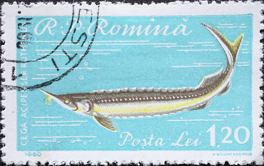 Romania - Circa 1960: a postage stamp printed in the Romania showing a sterlet (Acipenser ruthenus)