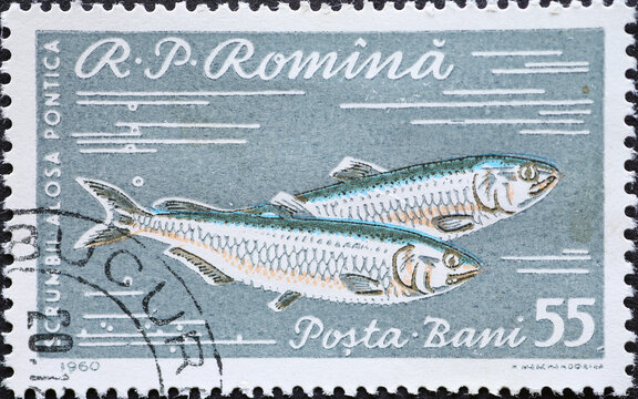 Romania - Circa 1960: a postage stamp printed in the Romania showing two Pontic Shad (Alosa pontica)
