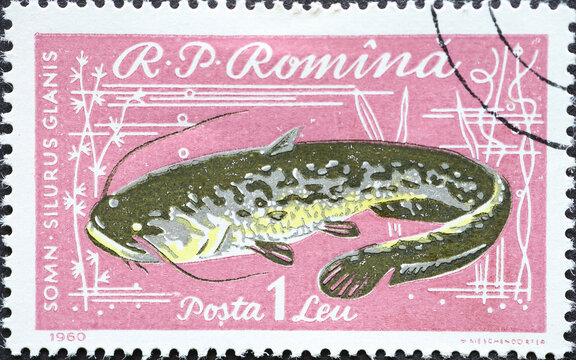 Romania - Circa 1960: a postage stamp printed in the Romania showing a Wels Catfish (Silurus glanis)