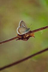 Butterfly on a branch. Parallel lines. Blurred background